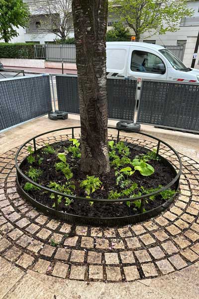 aménagement exterieur arbre a massy