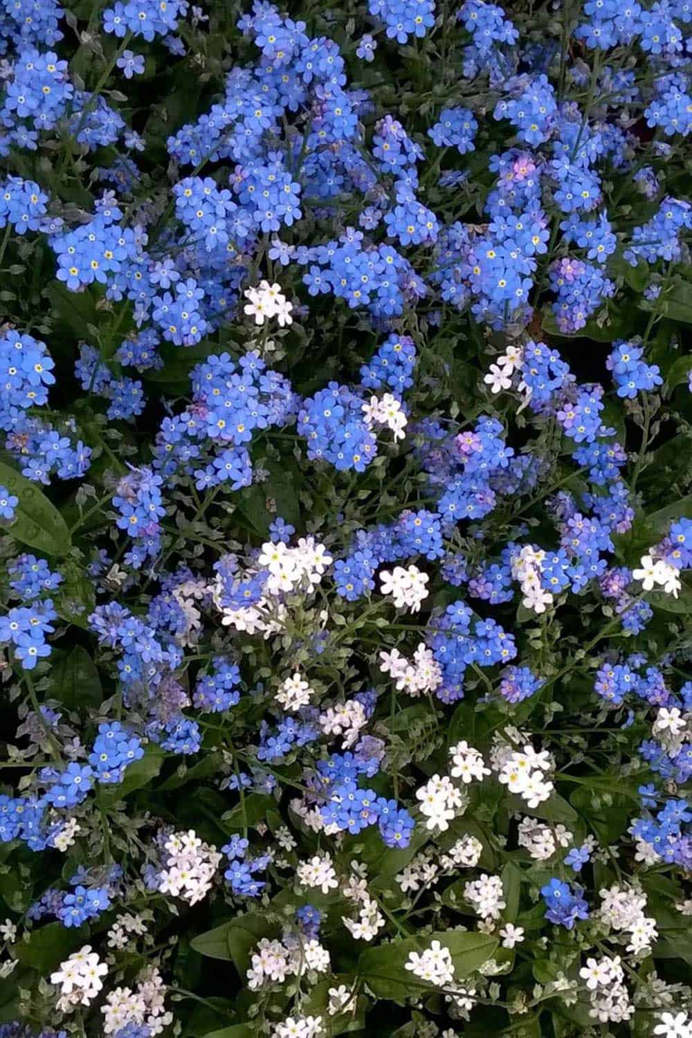fleurs-luigi fleurs luigi