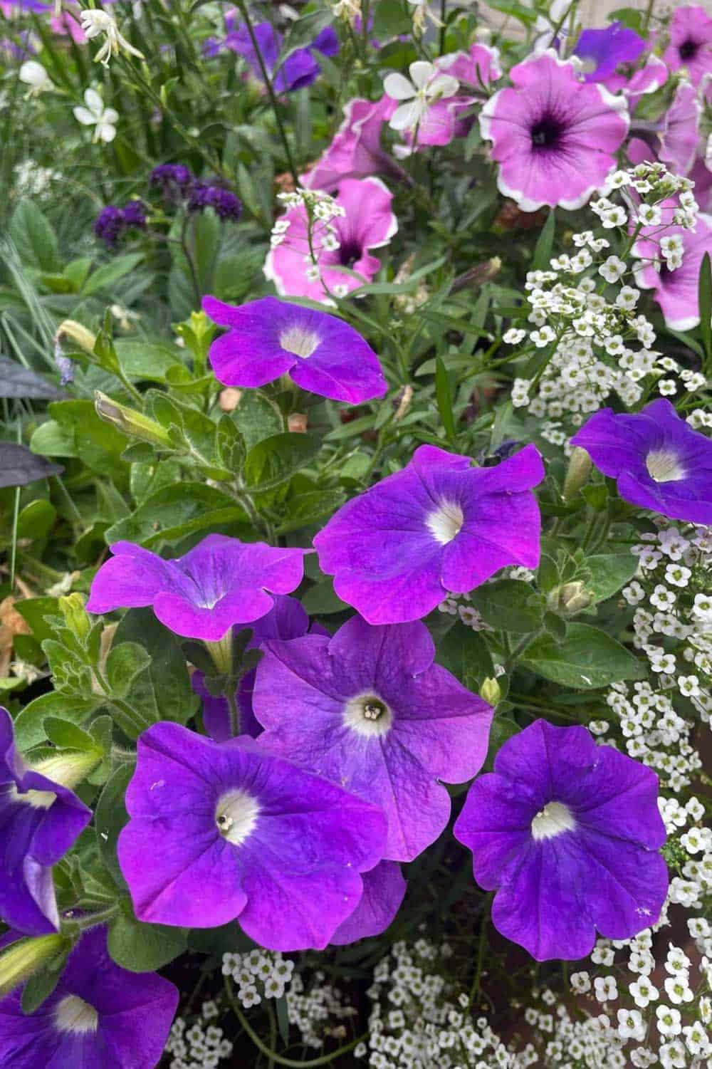 fleurs luigi