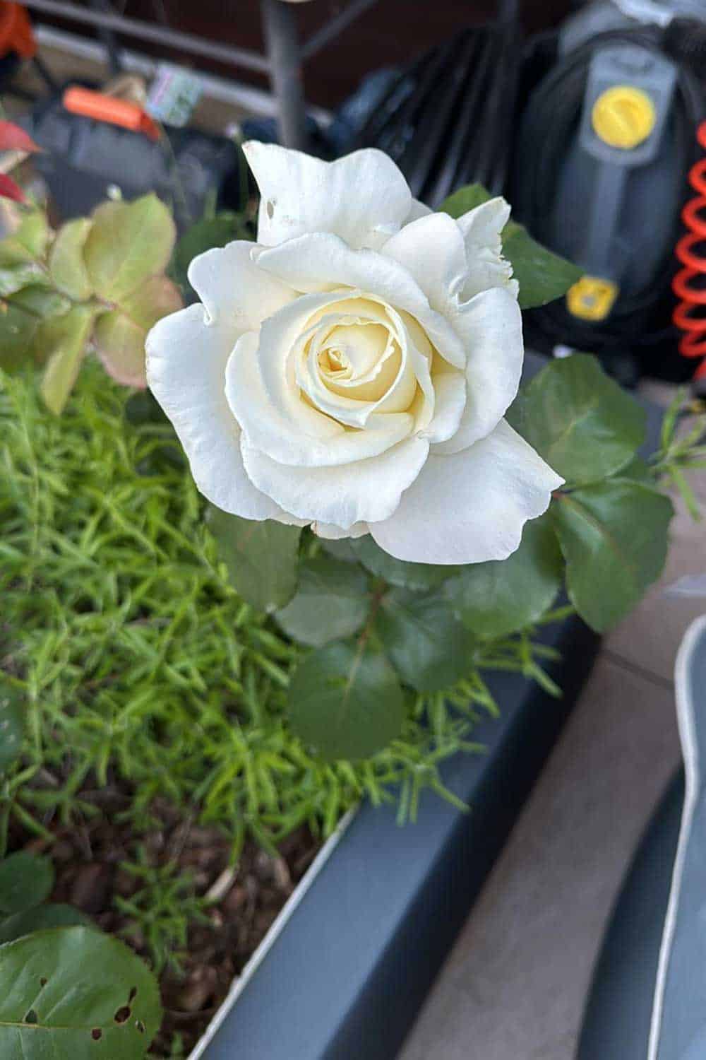 rose-dolcevita Rose la dolce vita